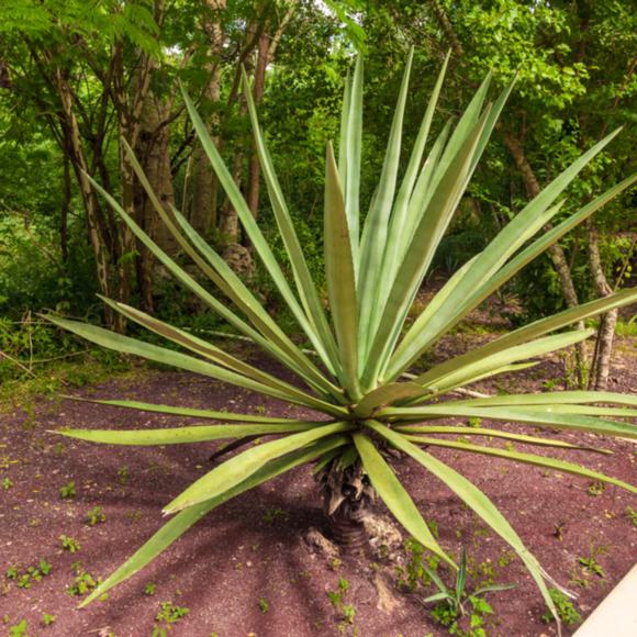 Blaue Agave